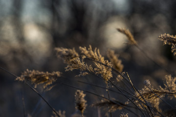 Winter Grass