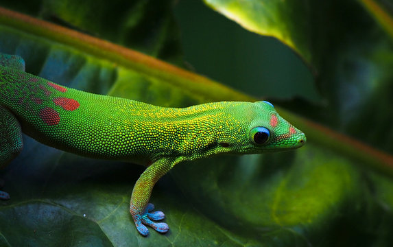 A common gold dust day gecko with its bright green color and red and blue spots is a common sight in tropical climates.