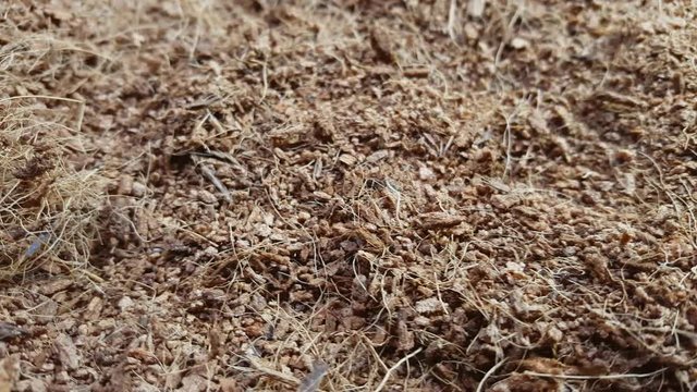 Dry coconut coir rotate on the table. Macro shot.