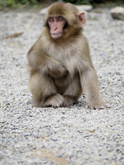 Japanese macaques, also known as snow monkeys, interacting with eachother in a natural setting.
