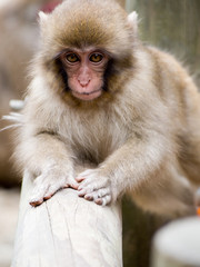 Fototapeta premium Japanese macaques, also known as snow monkeys, interacting with eachother in a natural setting.