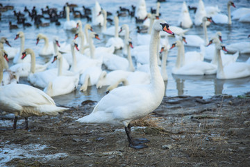Swans looking for food near a frozen lake