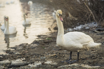 Swans looking for food near a frozen lake