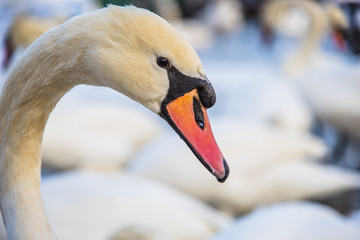 Fototapeta premium Graceful white swan portrait
