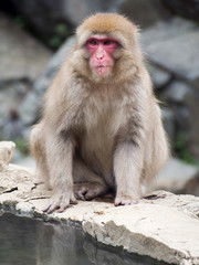 Japanese macaques, also known as snow monkeys, interacting with eachother in a natural setting.