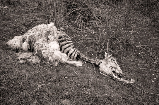 Dead Sheep