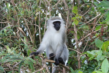 Apes