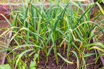 Close-up of the green onion garden beds in the village.