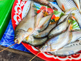 Fresh fishes in a market, Ubon Ratchatani, Thailand