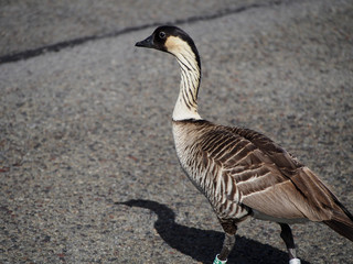The nene goose is the state bird of Hawaii and currently in a vulnurable state.