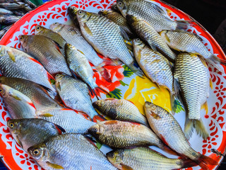 Fresh fishes in a market, Ubon Ratchatani, Thailand