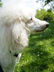 A white standard poodle out on a walk in the park.