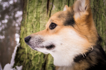 Welsh Corgi on a walk in the winter forest