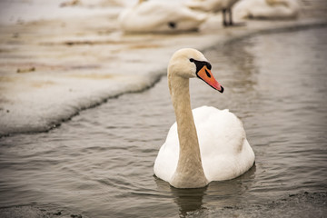 Obraz premium Swans looking for food near a frozen lake