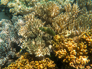 Naklejka na ściany i meble Coral growing underwater at the Great Barrier Reef in Australia.