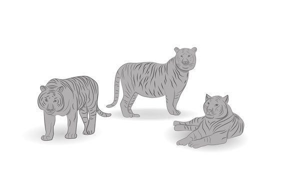 Tigers. vector illustration