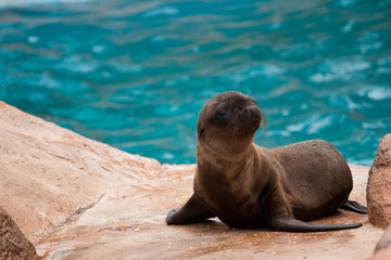 A young brown fur seal sits on a rock.