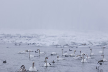 Beautiful swans swim in the frozen river Danube in winter season.