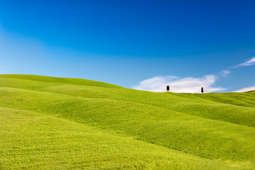 Fototapeta na wymiar Rolling hills with trees and blue skies, Tuscany, Italy