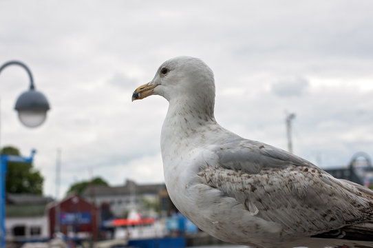 Photo of a seagull standing still with the ships in Warnemunde port in Germany