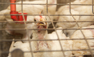 Young chicken in a cage on a chicken farm