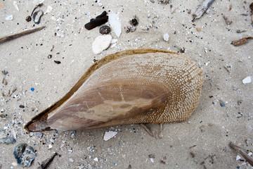 An empty large brown pen shell clam washed up on a beach at the Gulf of Texas.