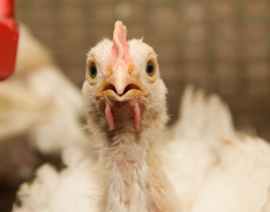 Young chicken in a cage on a chicken farm