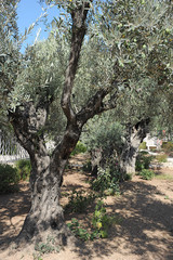 Old olive trees in the Garden of Gethsemane in Jerusalem