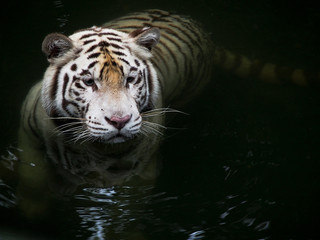 A white tiger swims through dark water.