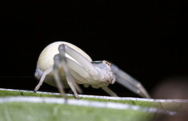 spider, insect