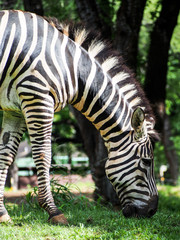 Fototapeta na wymiar A zebra grazes on some green grass.