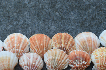 Beautiful colored sea shells on stone background mazarine