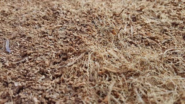 Dry coconut coir rotate on the table. Macro shot.