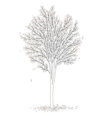 Tree with leaves on white background vector