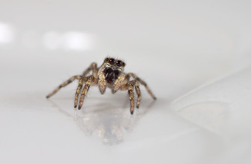 spider, insect