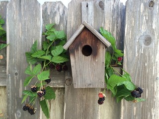 Bird house