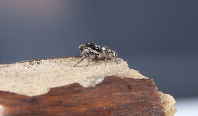 spider, insect