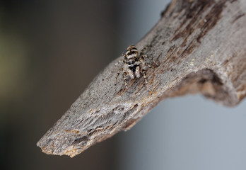 spider, insect