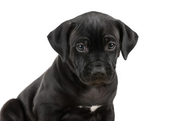 American Pit Bull Terrier puppy on a black background
