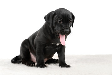 American Pit Bull Terrier puppy on a black background
