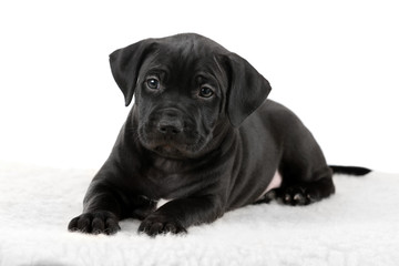 American Pit Bull Terrier puppy on a black background