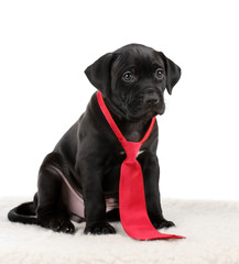 American Pit Bull Terrier Cute puppy in a red tie on a white background