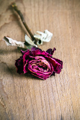dried rose on a wooden table, copy space