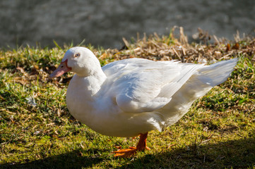 Canards blancs