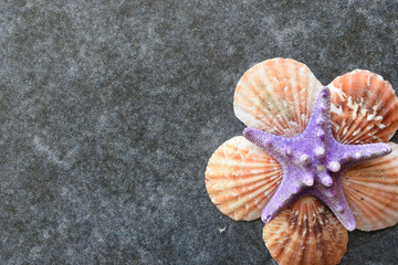 Beautiful colored sea shells on stone background mazarine