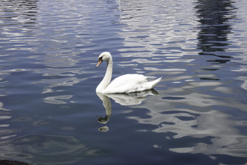 Swan on lake