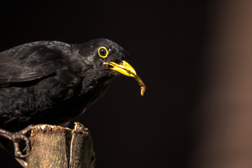 Common Blackbird feeding on a log in a UK garden