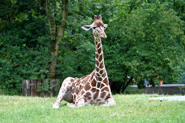 Naklejka premium Giraffe - Giraffa camelopardalis