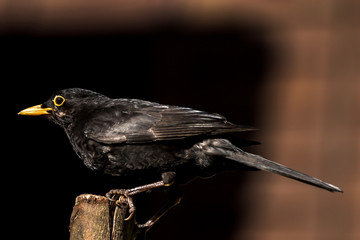 Common Blackbird feeding on a log in a UK garden