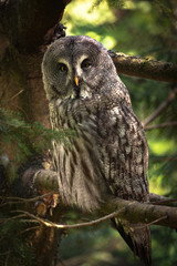 Great Grey Owl (lt. Strix nebulosa)